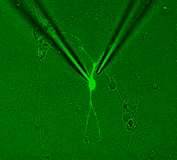 Single cell electrical recording from a nanoengineered primary cortical neuron, photo Arwa Shakli and Mike Evans
